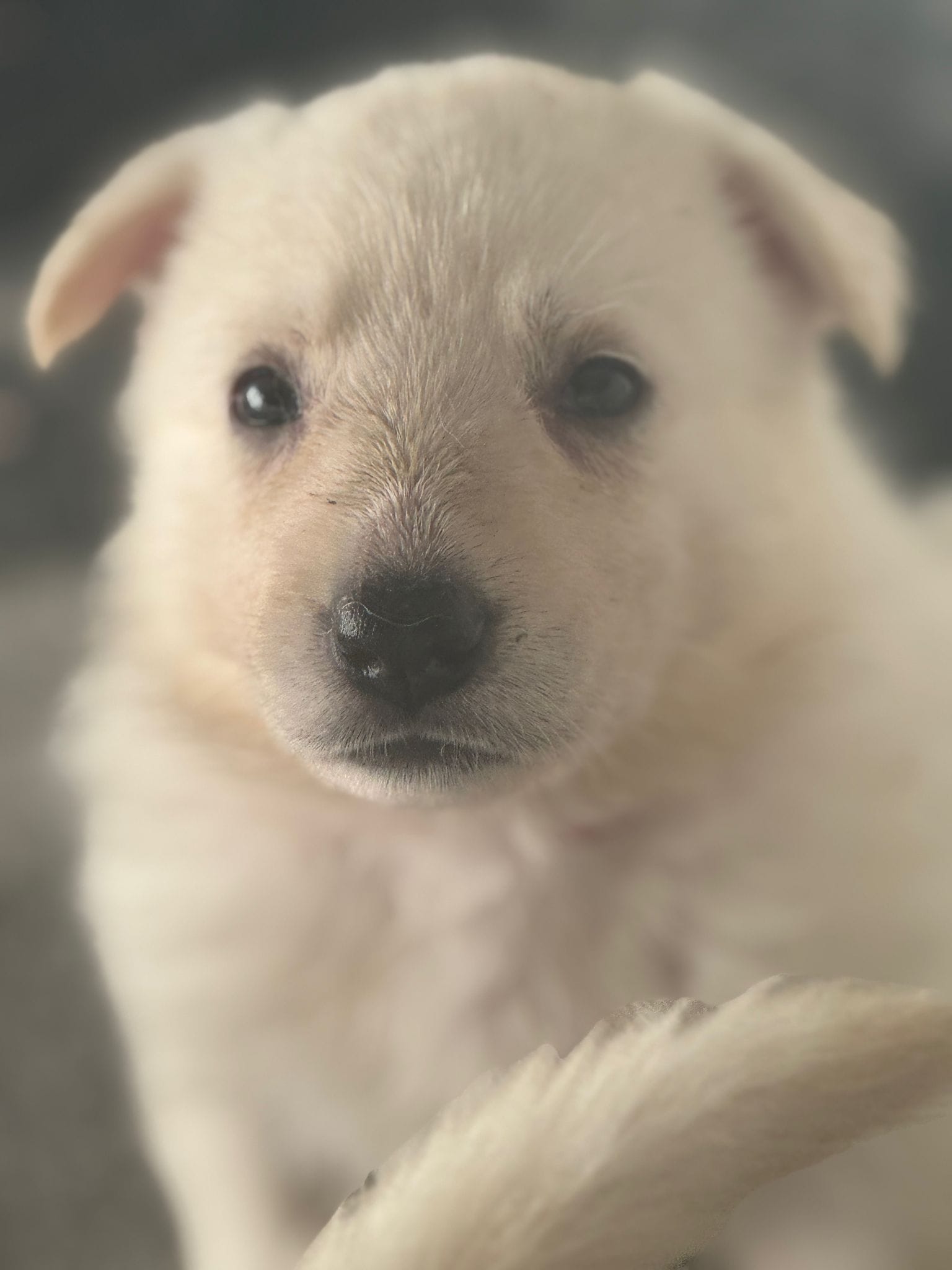 Picture of a four week old Amaterasu.