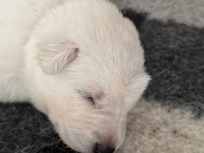 Welcome to Amaterasu's story