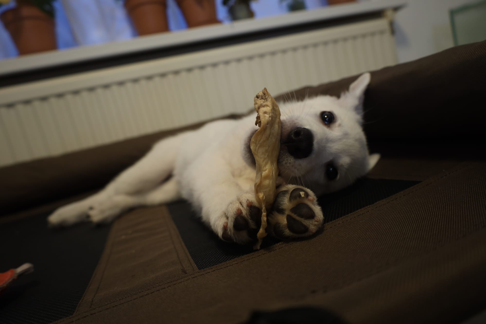 Tera chowing down on a cow ear.