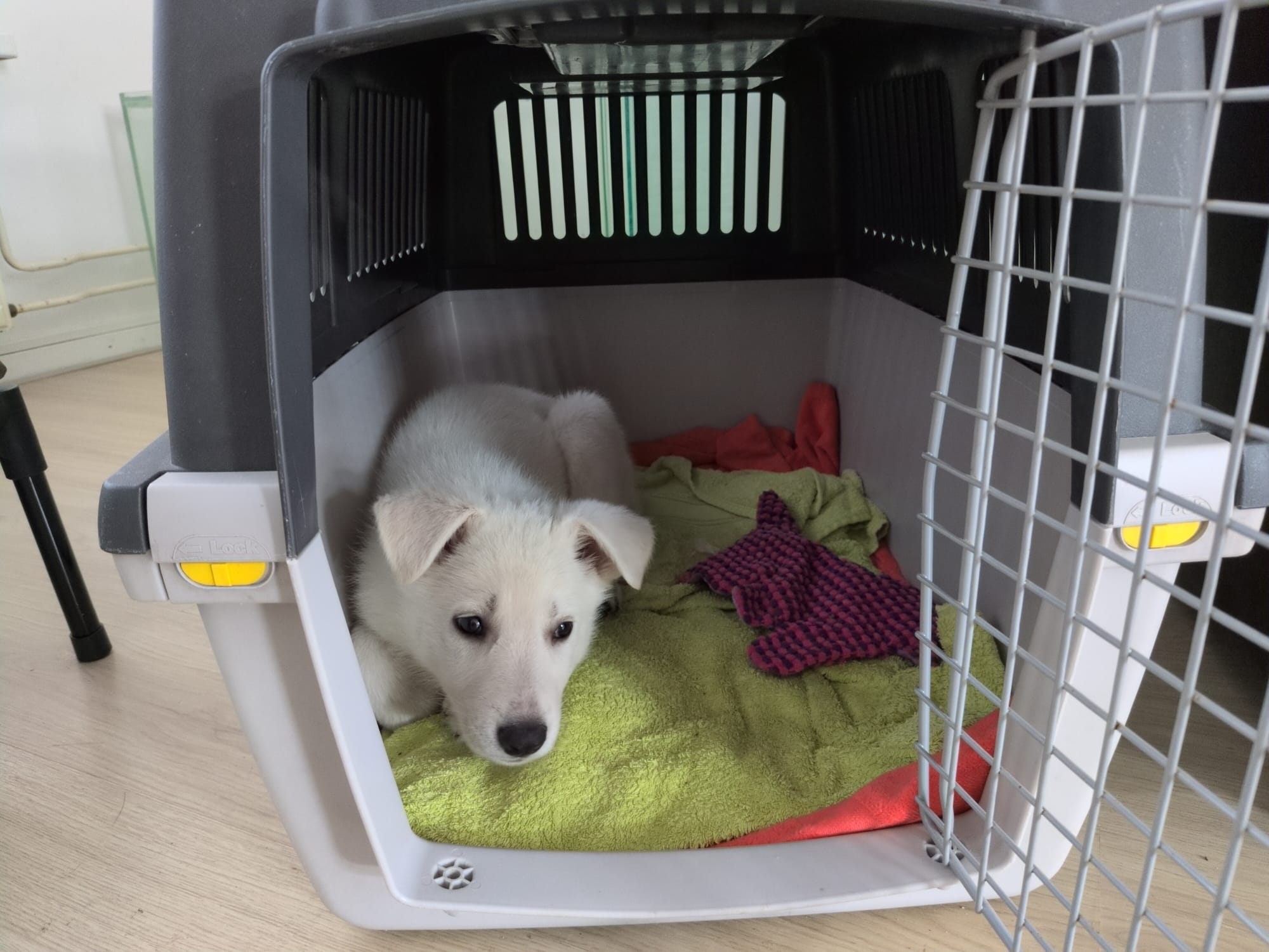 Tera in her crate