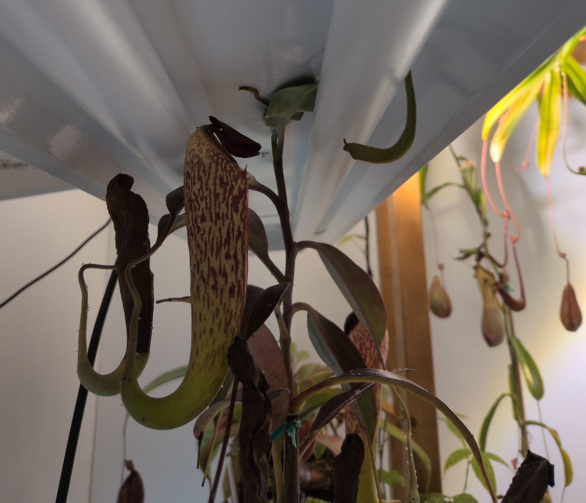Picture of the plant Nepentes spec. pseudoklossii growing around a fluorescent light