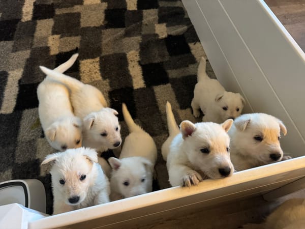 Why a White Swiss Shepherd- and 'Amaterasu'?