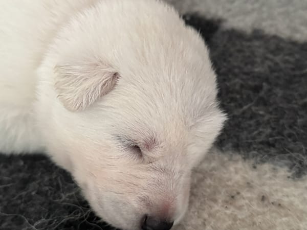 Welcome to Amaterasu's story