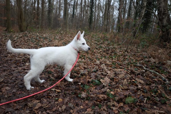 Day 13 - Socialisation successes