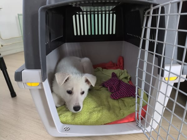 Tera in her crate