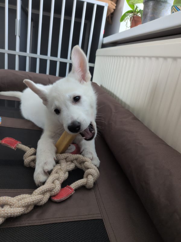 Day 6 - Rest, you teeth tornado