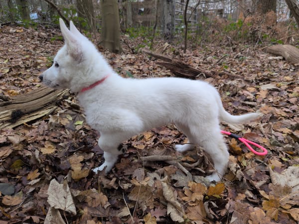 Day 11 - Out to do things