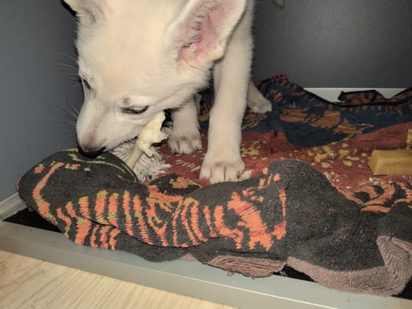 Day 12 - Careless mistake