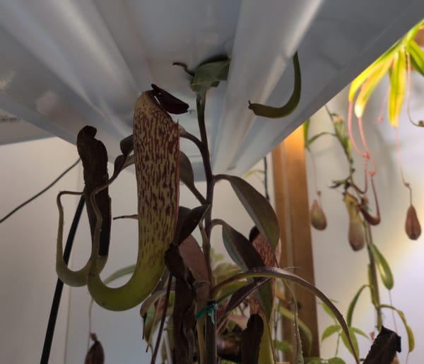 Picture of the plant Nepentes spec. pseudoklossii growing around a fluorescent light